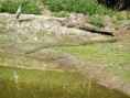 /album/photogallery/rock-python-going-into-lake-jpg/